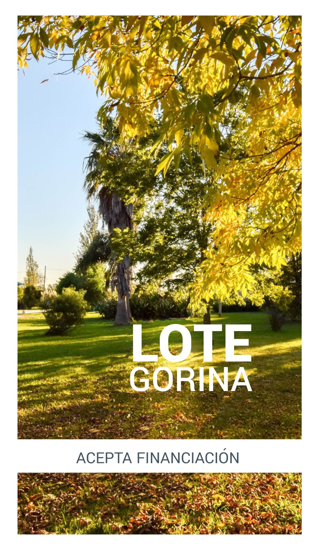 GORINA PORTADA